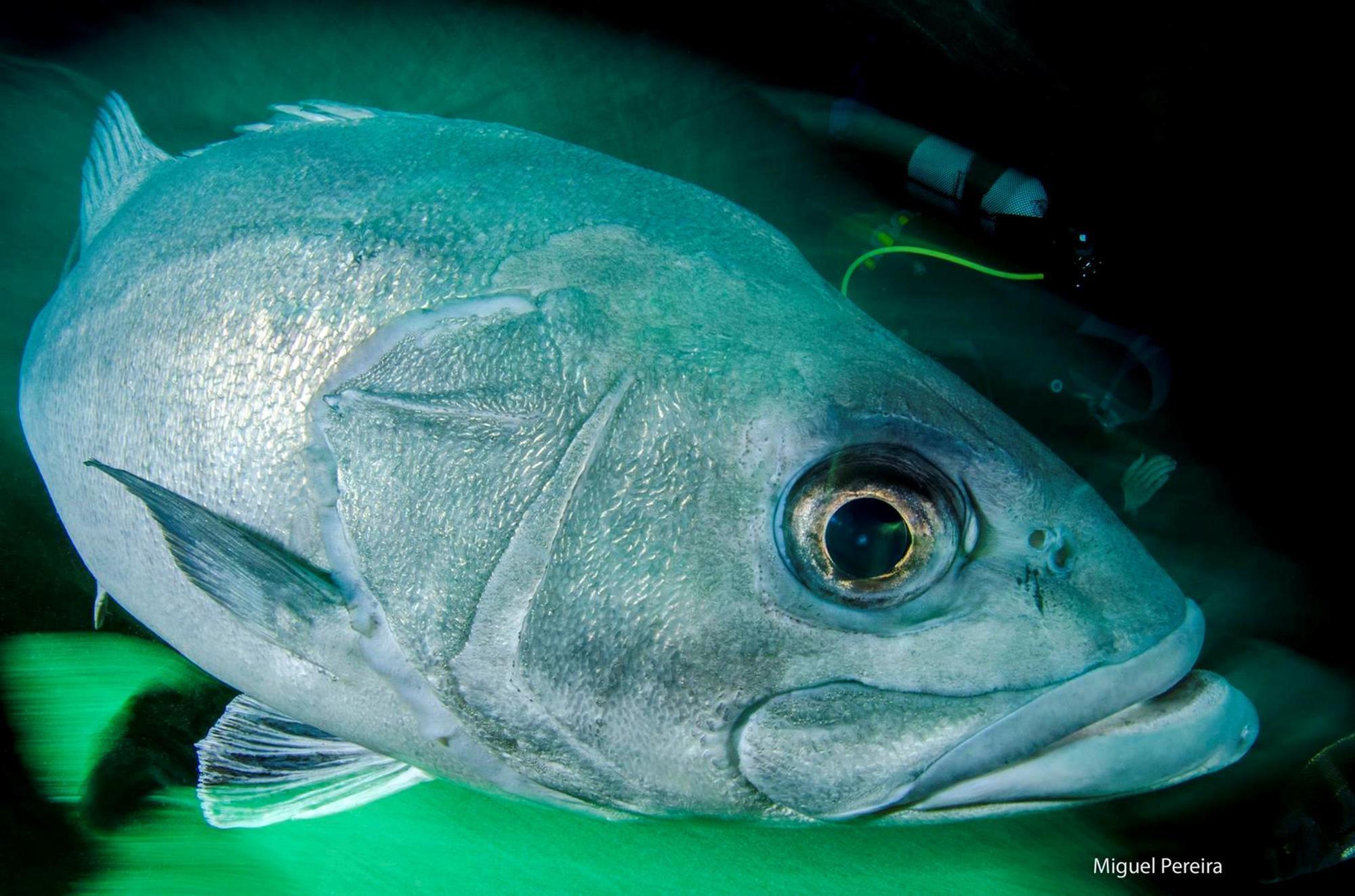 Aqua Natura Madeira Porto Moniz Ngoại thất bức ảnh